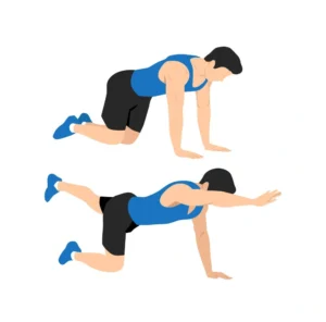 تمرين الكلب الطائر